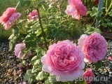 Princess Alexandra of Kent Princess Alexandra of Kent