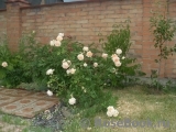 Crown Princess Margareta® Crown Princess Margareta®