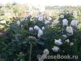 Crocus Rose® Crocus Rose®