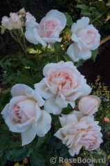Chandos Beauty Chandos Beauty
