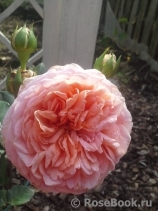 Abraham Darby Abraham Darby