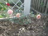 Abraham Darby Abraham Darby