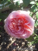 Abraham Darby Abraham Darby