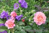 Augusta Luise Augusta Luise