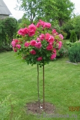Rosarium Uetersen Rosarium Uetersen