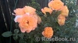 Rosemary Harkness Rosemary Harkness