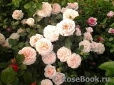 Garden of Roses Garden of Roses