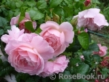 Strawberry Hill Strawberry Hill