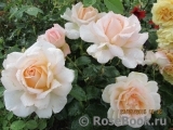Chandos Beauty Chandos Beauty