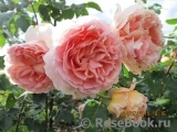 Rose de Tolbiac ® Rose de Tolbiac ®