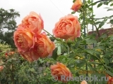 Lady of Shalott Lady of Shalott