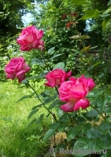 Rose Gaujard Rose Gaujard