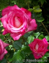 Rose Gaujard Rose Gaujard