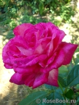 Rose Gaujard Rose Gaujard