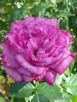 Rose Gaujard Rose Gaujard