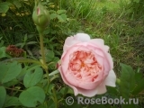 The Alnwick Rose The Alnwick Rose