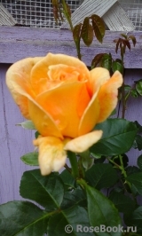 Goldener Olymp Goldener Olymp