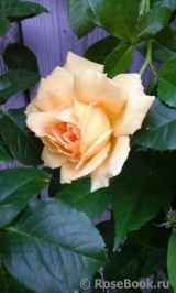 Goldener Olymp Goldener Olymp