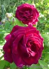 William Shakespeare 2000 William Shakespeare 2000