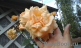 Goldener Olymp Goldener Olymp