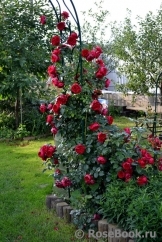 Florentina - Florentina -