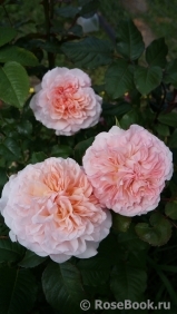 Rose de Tolbiac ® Rose de Tolbiac ®