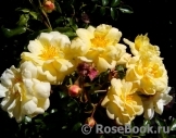Sunny Rose Sunny Rose