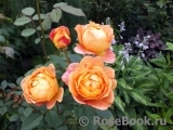 Lady of Shalott Lady of Shalott