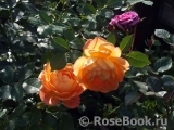 Lady of Shalott Lady of Shalott
