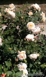 Crocus Rose® Crocus Rose®
