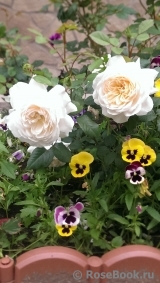 Crocus Rose® Crocus Rose®
