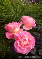 Pink Paradise Pink Paradise