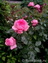 La Rose de Molinard ® La Rose de Molinard ®