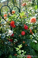 Starlet®-Rose Carmen®