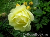 Golden Border Golden Border