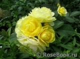 Golden Border Golden Border