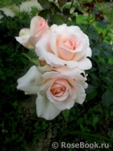 Chandos Beauty Chandos Beauty