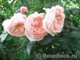 The Alnwick Rose The Alnwick Rose