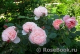 The Alnwick Rose The Alnwick Rose