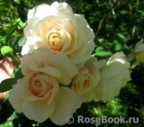 Crocus Rose® Crocus Rose®