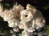 Aspirin Rose Aspirin Rose