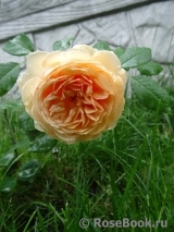 Abraham Darby Abraham Darby