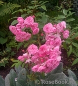 Heavenly Pink Heavenly Pink