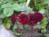 Red Sensation Red Sensation