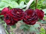 Red Sensation Red Sensation