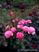 Tickled Pink Tickled Pink