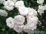 Aspirin Rose Aspirin Rose