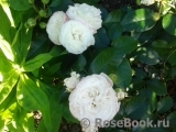 Alabaster Alabaster