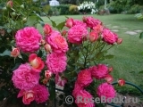 Midsummer Midsummer