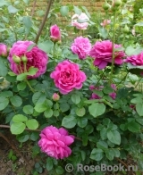 Princess Anne Princess Anne